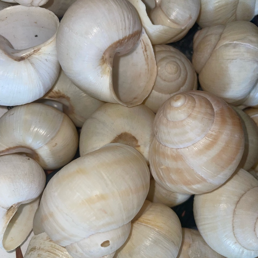 Natural Beach Shells Collection - Home Accent